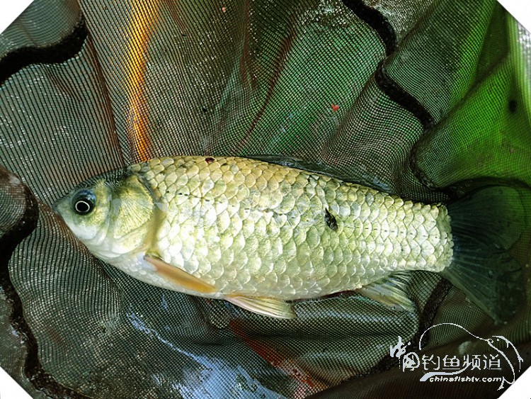 早起的鸟儿有虫吃动画,早起的鸟儿有虫吃故事