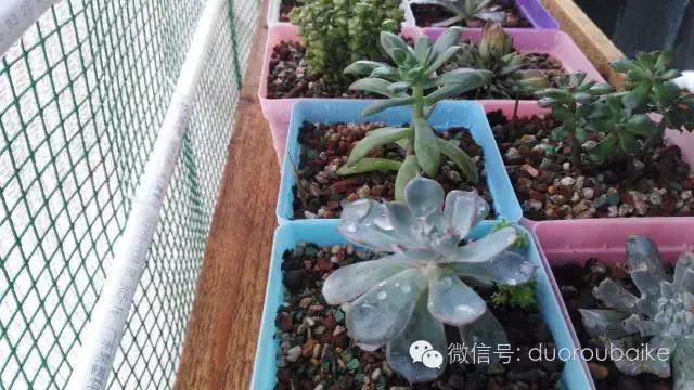 多肉挡雨遮阳布,伸缩挡雨架多肉