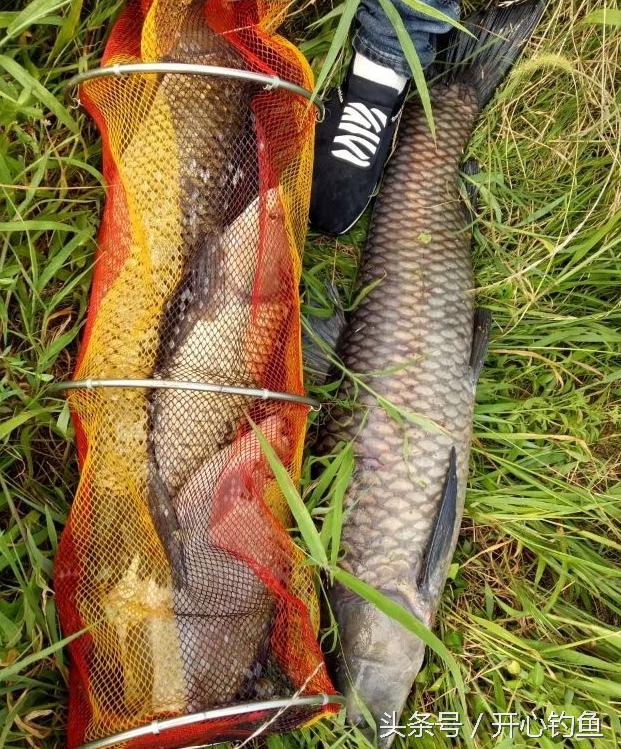 老鬼鱼饵料钓鳊鱼,老鬼专钓鳊鱼饵料配方