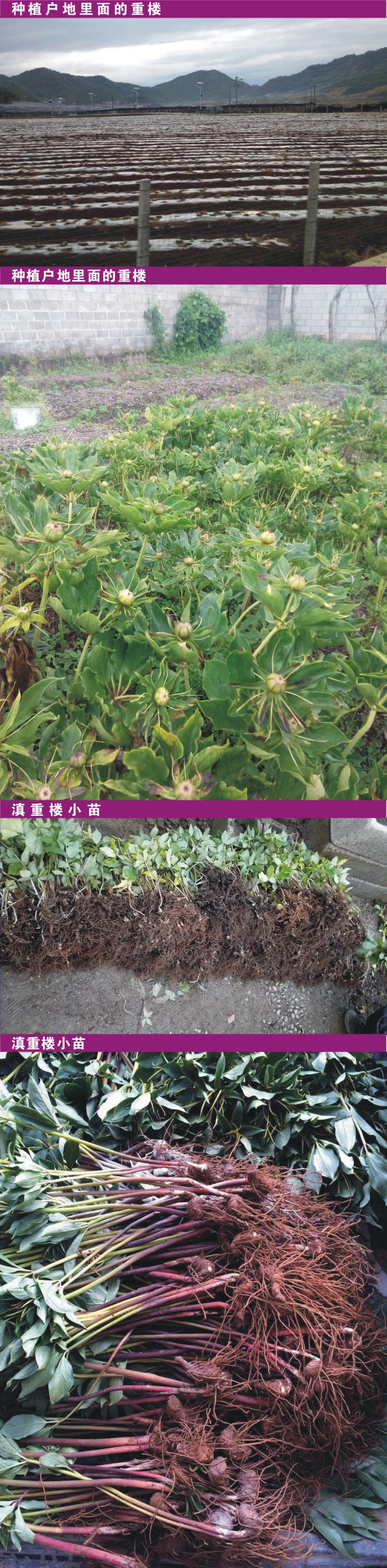 七叶一枝花野生和种植的如何分别,七叶一枝花植物有什么功效