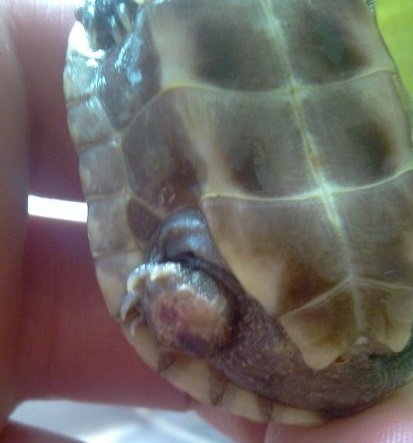 乌龟常见病的症状及防治方法,乌龟病了如何中药治疗