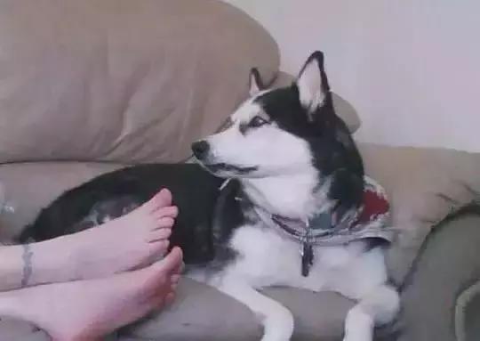 傻汪一言不合就啃脚没病可好，啃出病该怎么办？