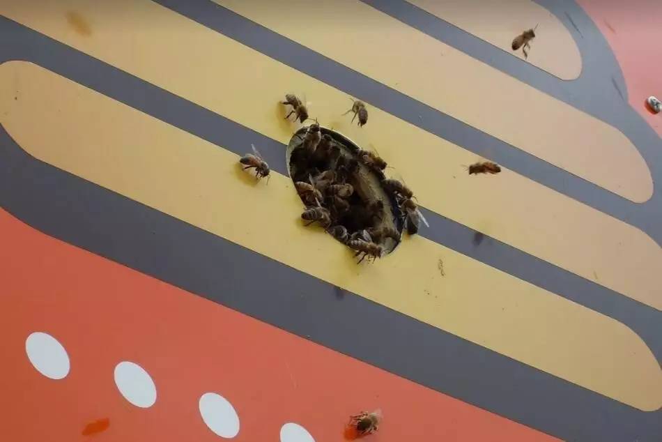 老中医蜂蜜系列,老中医生姜蜂蜜