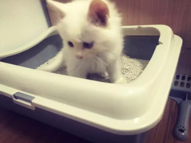 你买过哪些味道的猫砂,你的猫砂用对了吗