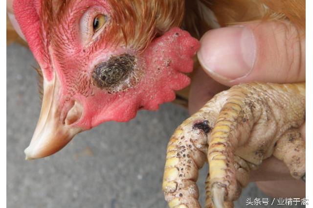 鸡得白血病传染吗,什么情况下鸡得白血病