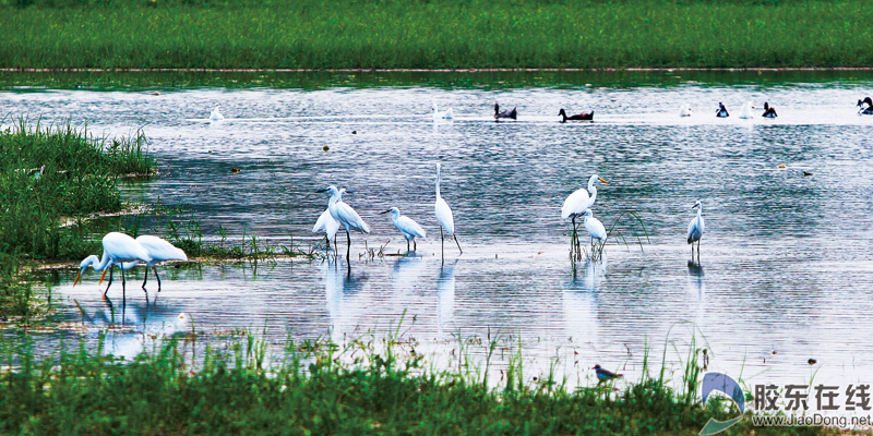 绿色人人共享邀你随手拍“烟台城市的一抹绿”