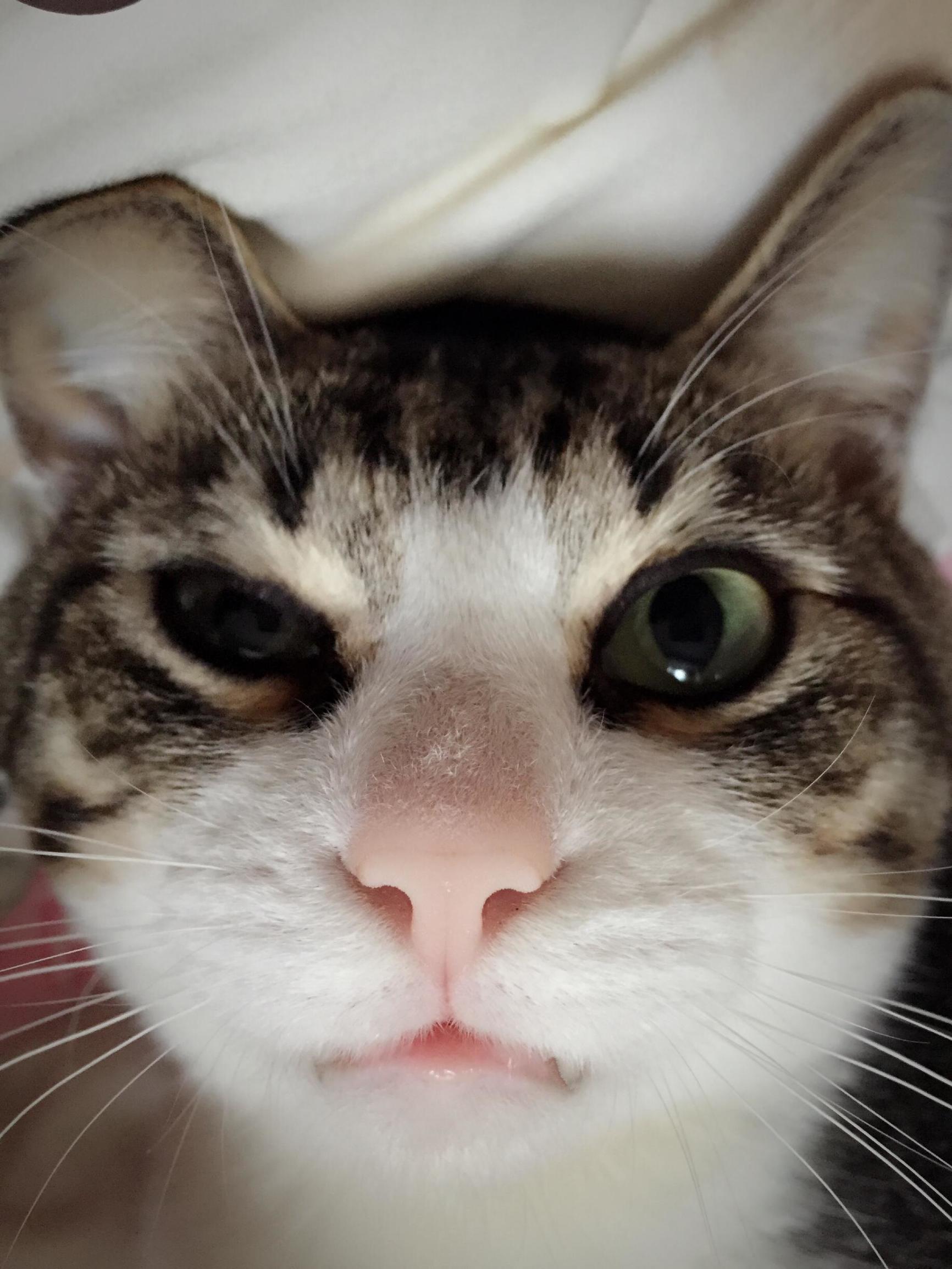 宠物大头照特效,宠物大头头像