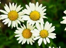 虞娇人凝胶,女性妇科疾病的克星?