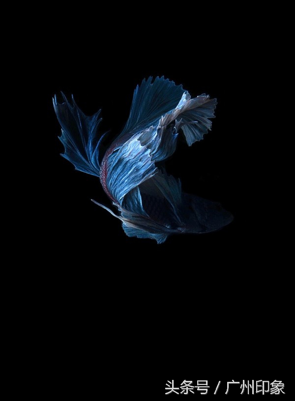 这条鱼让iPhone6s更显灵动，但你知道这是什么鱼吗