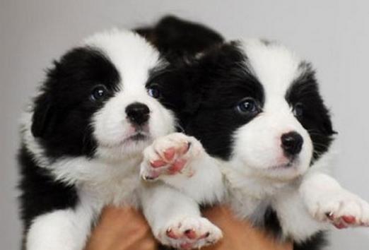 边牧可以照顾小孩吗,边牧来大姨妈如何照顾