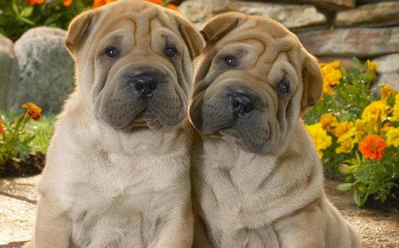 狗狗眼睑内翻手术大概多少钱,狗狗眼睑内翻注意什么