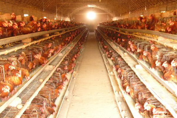 一般想买土鸡到哪里去买,去市场买鸡如何挑选