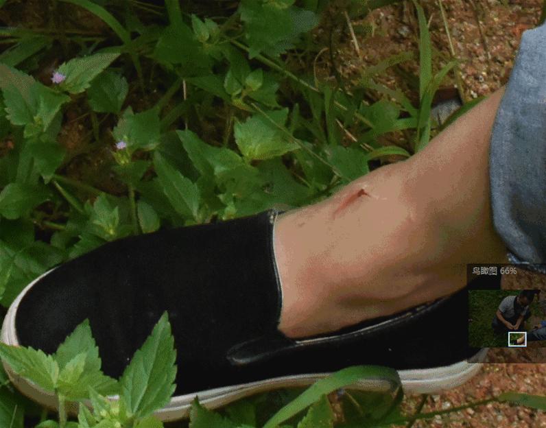 专家带你识草药,医生前往神秘的岛屿寻找治病方法