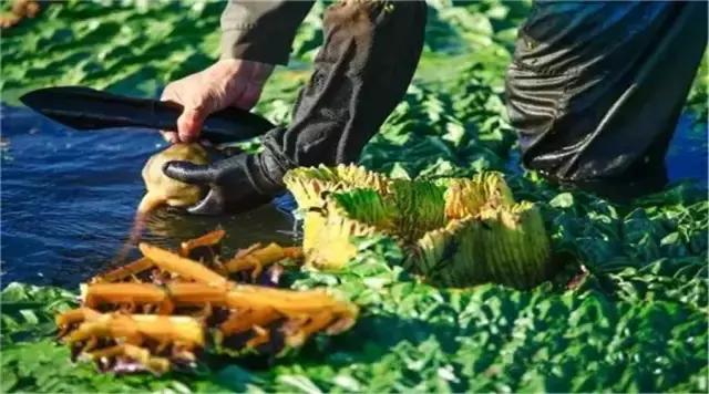 苏州鸡头米为什么那么贵,苏州鸡头米价格多少钱一斤