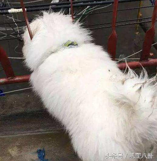 网友丢了一只萨摩耶,被主人遗弃的萨摩耶后续
