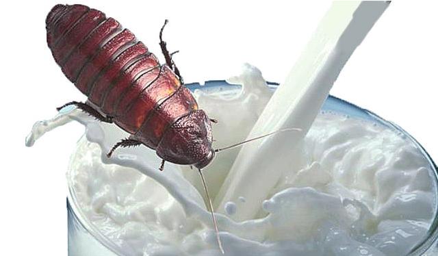 打不死的蟑螂小强,打不死的小强也会倒下