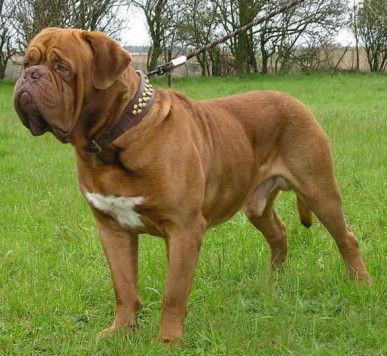 关于狗狗几部感人的电影,关于狗狗的感动且好看的电影