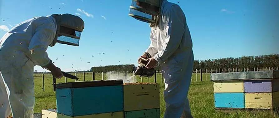 老中医蜂蜜系列,老中医生姜蜂蜜