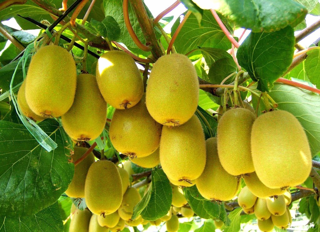 关注︱仅为含饴弄孙，为何这对中国老夫妇被新西兰禁止入境？罪魁祸首竟然指向它！