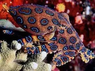 神马鬼|10万1只的奇葩昆虫宠物