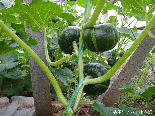 为什么南瓜是糖尿病的克星,南瓜治疗糖尿病偏方