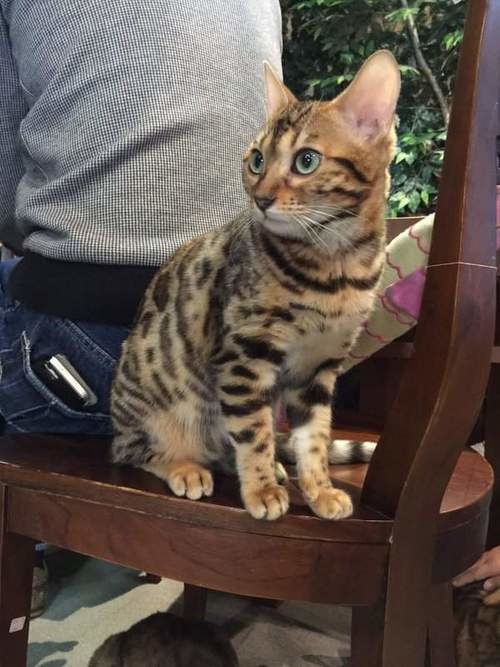 日本猫咖啡店,孟加拉猫咖啡