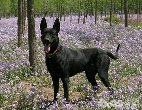 什么品种狼犬性格最好,威武霸气的狼犬