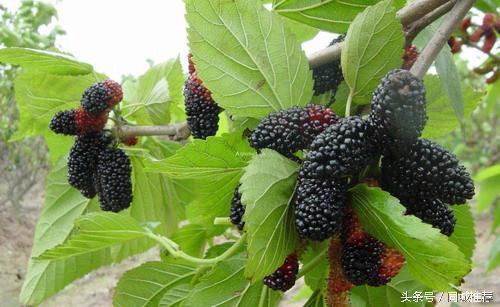 十大补肾食物女人,十大补肾食材