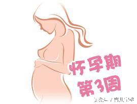 怀孕第三周一粒种子的诞生，宝宝成了桑葚状子宫成了鸭梨样