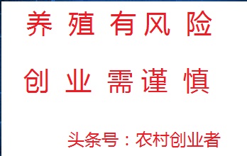 养肉鸡的利润与成本及风险分析,现在养殖肉鸡前景如何