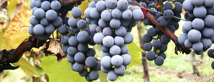 十大补肾食物女人,十大补肾食材