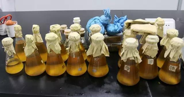 惠州生产的999感冒灵颗粒是正品吗,999感冒灵颗粒前言