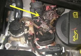 女司机车异味,女司机车内诡异响声