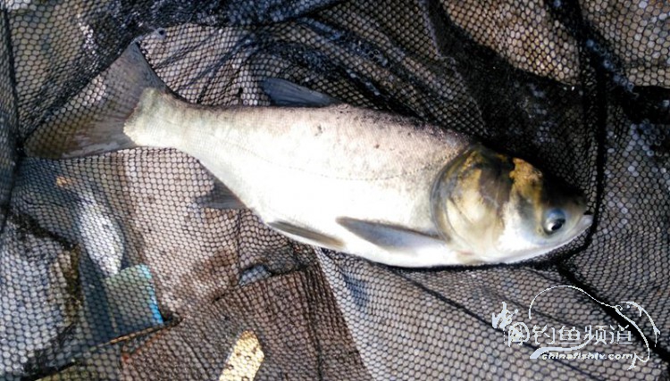 跑鱼断钩的视频,跑鱼断竿