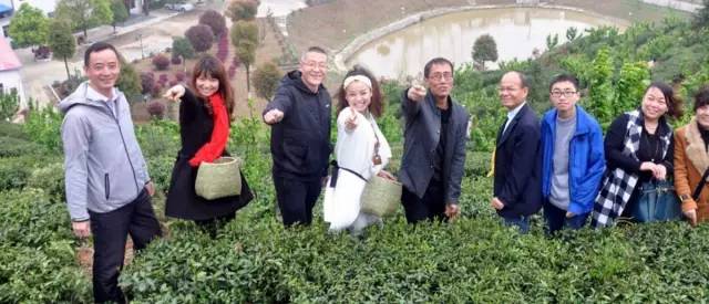 2017年度全国最美茶园,世界上最美茶园是哪里