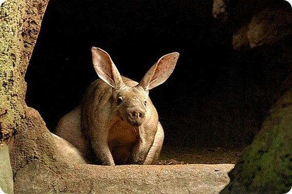熊猫蚂蚁动物视频,大熊猫少见多怪