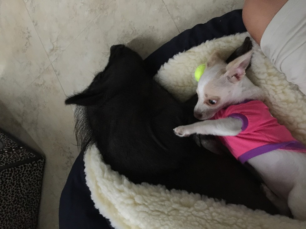 让一头母猪来照顾小奶狗还是挺靠谱的，开始主人觉得猪会攻击狗