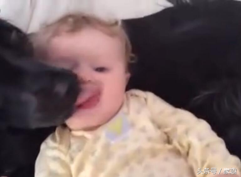 狗狗舔女宝宝嘴巴，宝宝还伸出舌头与狗狗亲吻，家长光拍照不阻止