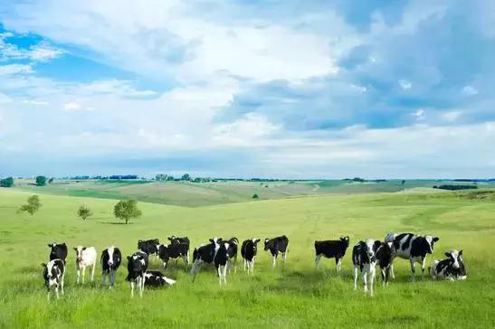 奶牛围产期饲养管理要点,奶牛场产后护理如何做