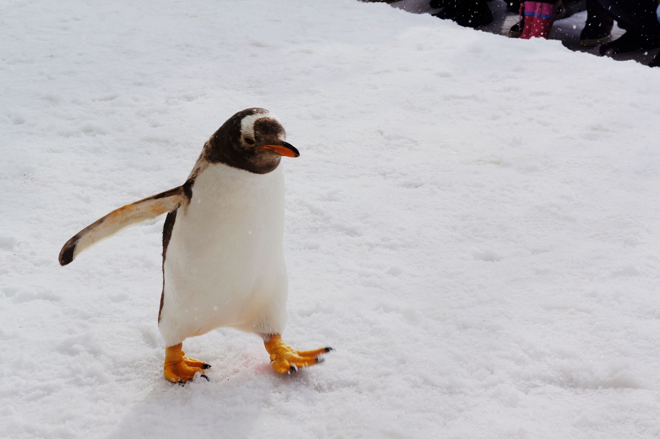 gloves守门员手套,glove的故事