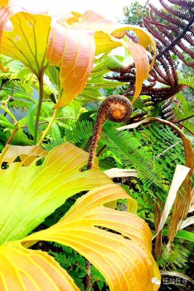 马来西亚pengerang旅游攻略,沙巴旅游自由行十大必去景点