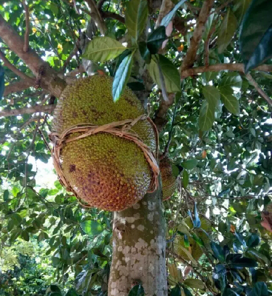 足荣村基本情况,足荣村靠近哪个村