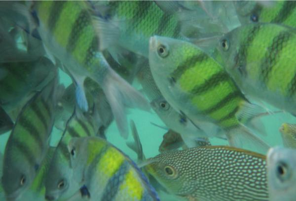 普吉岛游学,泰国普吉岛有什么好的国际学校