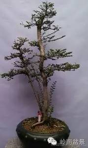 新手盆景入门视频,新手入手什么盆景