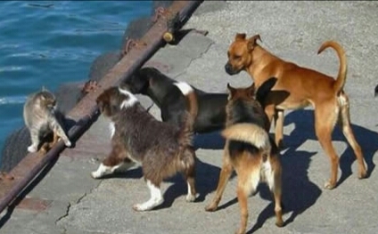 朋友圈动物照片配文,动物搞笑短视频无水印