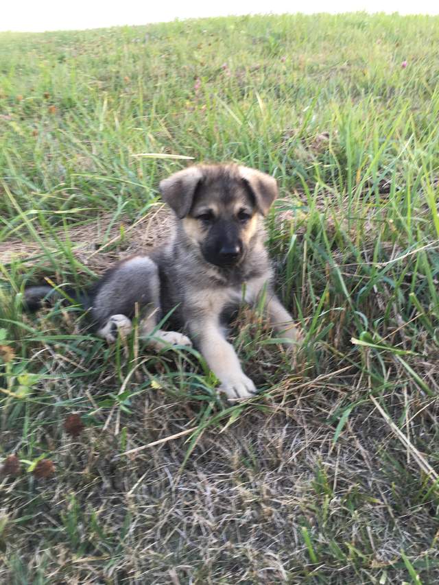 德国牧羊犬耳朵的标准,德国牧羊犬耳朵外翻怎么回事