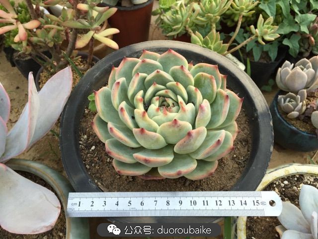 当多肉普货养出颜值，让所谓的韩货欧货都羞涩万分！