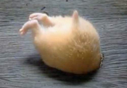 仓鼠的尾巴大大的,仓鼠的屁屁很萌