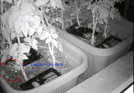 阳台种菜被老鼠偷吃怎么办,成熟的西红柿如何防止被老鼠吃掉