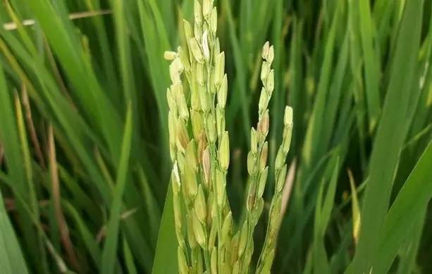 水稻白穗发生原因（完全版）